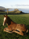 Foal in Front of Moai Statues of Ahu Vai Uri and Tahai