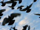 Flock of Birds