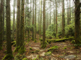 Forest Along Arakawa Trail to Jomon Sugui (Giant Tree)