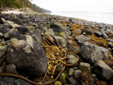 Kelp on Beach Near Telegraph Cove
