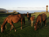 Horses Grazing in Front of Ahu Vai Uri  Tahai and Ko Te Riku