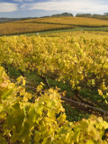 Autumn in the Tamar Valley Vineyards