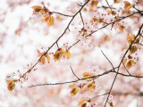 Cherry Blossums (Sakura) Near Shizunai