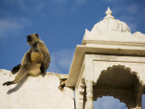 A Monkey on One of Pushkar's Lakeside Temples
