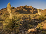 Parrys Beargrass in Springtime Bloom in Kingston Range Mountains of Mojave Desert