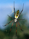 Female (Large) and Male (Small) Giant Orb-Weaving Spiders (Nephila Sp) on Web