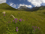 Wildflowers in Valley Beneath Mt Chaukhi