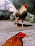 Fighting Cocks