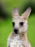Young Kangaroo (Macropus Giganteus) at Pretty Beach