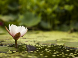 Water Lilly in Sapporo Botanical Garden