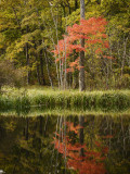 Autumn Colour and Reflection in Pond  Hokkaido University Forest