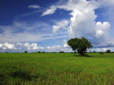 Rice Plantation