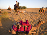 Resting Camels at Dusk in Sam Sand Dunes Near Jaisalmer