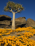 Quiver Tree (Aloe Dichotoma) and Flowering Daisies in Spring  Namaqualand