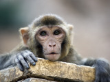 Monkey (Rhesus Macaque) at Monkey Temple  Galta