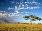 Acacia Trees under Blue Sky with Clouds