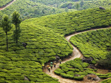 Tea Plantation Workers with Day's Harvest in Bags on their Heads