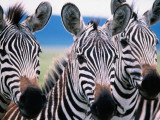 Group of Common Zebras