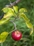 Apple Hanging from Orchard Tree  Huon Valley
