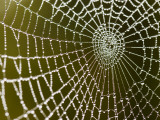 Spider Web Glistening with Dew Droplets