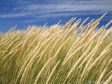 Beachgrass on Dunes of Binnalong Bay  Near St Helens