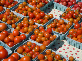 Organic Tomatoes for Sale at Saturday Market