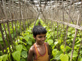 Children Playing in Local Paan Leaf Garden