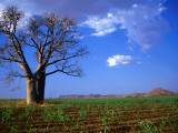 Boab Surrounded by Newly Planted Sugar in the Ord Irrigation Scheme