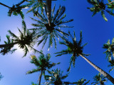 Palm Trees from Below at Anakena