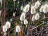Detail of Natural Grasses Beside Lagoon Beach