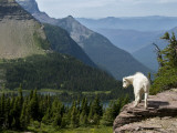 Mountain Goat (Oreamnos Americanus)