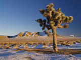Joshua Trees at Darwin Plateau Covered with Snow after Winter Storm