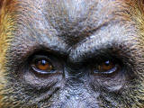 Close-Up of Female Orang-Utan  Gunung Leuser National Park