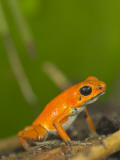Strawberry Poison Frog (Dendrobates Pumilio)