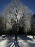 Morning Light Through Frozen Tree Near Shores of Fusine Upper Lake