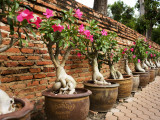 Wat Yaichaimongkhol