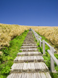 Wooden Walkway Cutting Through Fields of Tall Bamboo Grass