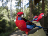Rosella Birds at Barrington Tops Huts