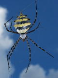 Garden Orb Spider (Argiope Australis)