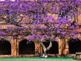 A Large Jacaranda Tree in the Corner of the Main Building Quadrangle at Sydney University
