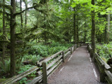 Cathedral Grove in Mcmillan Regional Park