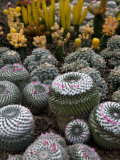 Cactus Garden in the Pine View Nursery