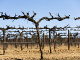 Vineyard Grape Vines