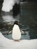 Penguin Standing Next to Pool in Snow at Asahiama Zoo