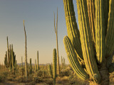 Cirio Trees and Cardon Cacti Near Catavina