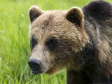 Brown Bear at Alaska Wildlife Conservation Center