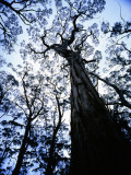 Eucalypt Trees from Below in Southeast Tasmania