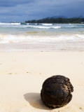 Coconut Washed Up on Beach