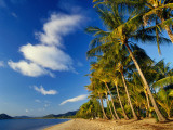Palm Trees on Palm Cove Beach