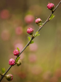 Flowers Near Shizunai